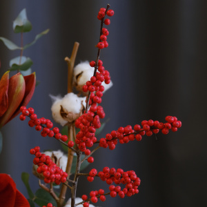 Амариллисы, илекс и хлопок в стеклянной вазе