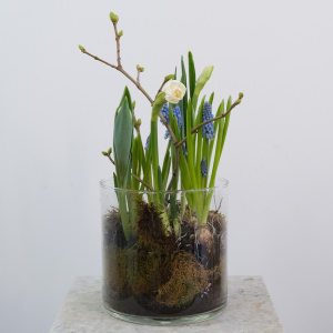 Первоцветы: нарциссы, мускари и тюльпаны в стеклянной вазе