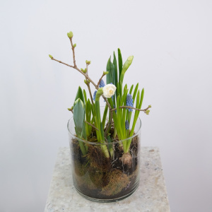 Первоцветы: нарциссы, мускари и тюльпаны в стеклянной вазе