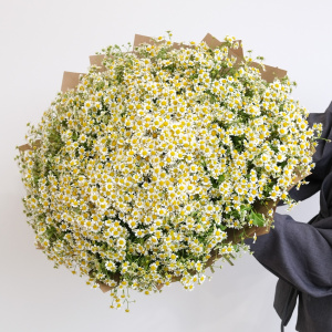 Ромашковое поле в букете! 101 ромашка