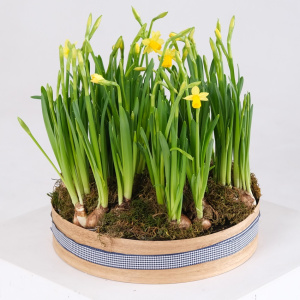 Садик с первоцветами: солнечные ароматные нарциссы в круглом ящике