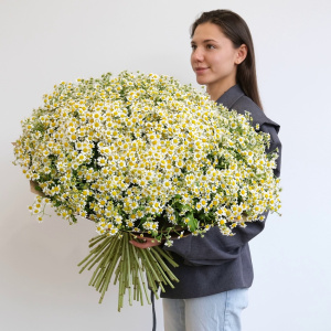 Ромашковое поле в букете! 101 ромашка