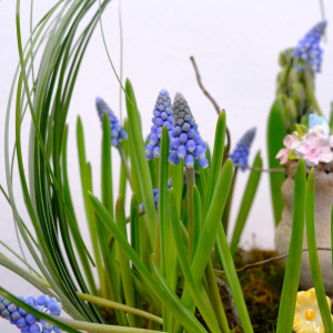 Садик с первоцветами: гиацинты и мускари с сувениром «Ранняя пташка»
