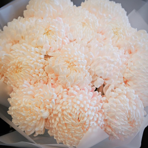 Нежные пудровые розовые хризантемы, 15 штучек