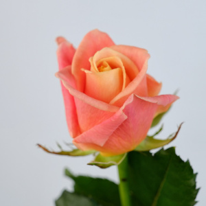 Роза Персиковая, Россия 60 см