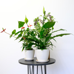 Антуриум, спатифиллум и плющ в сете «Счастье в дом» (три комнатных растения) в кашпо