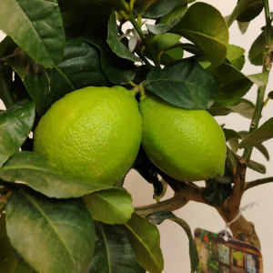 Лимонное дерево