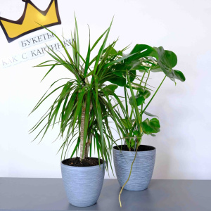 Сет комнатных растений: монстера и драцена в кашпо 