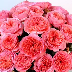 Пионовидные крупные розы в корзине, 51 штучка