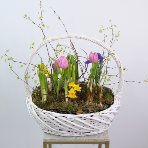 Садик с первоцветами в корзине: гиацинты, нарциссы, крокусы и тюльпаны