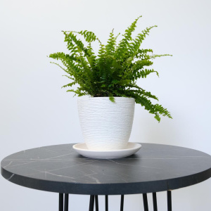 Комнатное растение Нефролепис (папоротник) в стильном кашпо