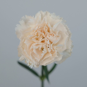 Гвоздика брют, голландия