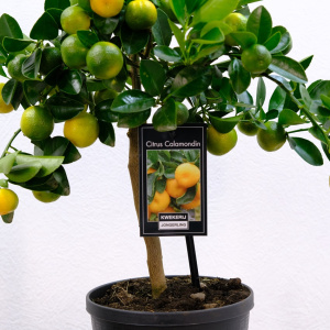 Мандариновое дерево