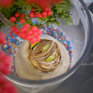 Луковица амариллиса, илекс и можжевельник в стеклянной вазе