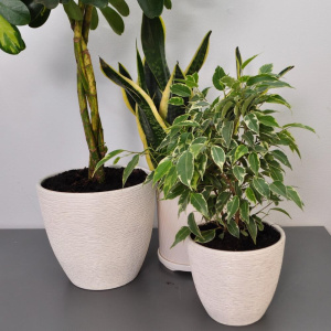 Сет комнатных растений: шефлера, фикус бенджамина и сансиеверия в кашпо