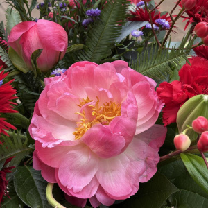 Пионы, герберы и амарант в летнем садовом букете