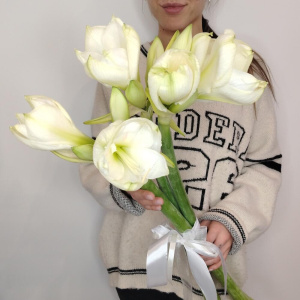 Амариллисы белые, 3 штучки