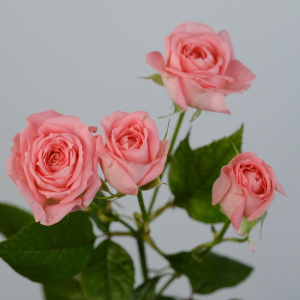 Роза кустовая, Фемке пионовидная, 50 см, 5 штук