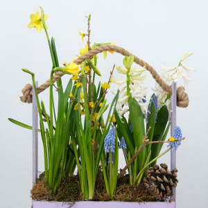 Садик с первоцветами в ящике: нарциссы, мускари, гиацинты