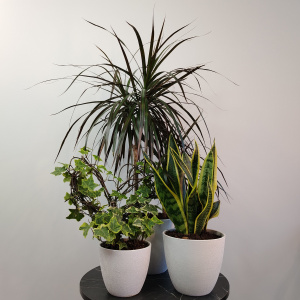 Сет комнатных растений: драцена, хедера и сансиеверия в кашпо