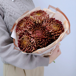 Сезонные хризантемы Бигуди - оттенок шоколад, 5 штучек