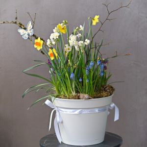 Нарциссы, мускари и гиацинты в большом кашпо «Облачный танцор». Луковичные первоцветы