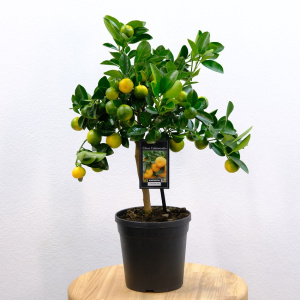 Мандариновое дерево