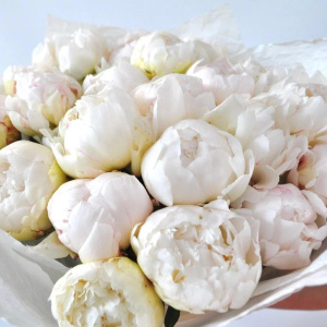 Белые пионы крупные и ароматные, 21 штучка