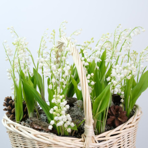 Весенние ЛАНДЫШИ в корзине, 49 шт, (Премиум мини-садик)