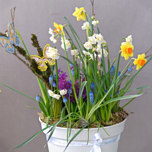 Нарциссы, мускари и гиацинты в большом кашпо «Облачный танцор». Луковичные первоцветы