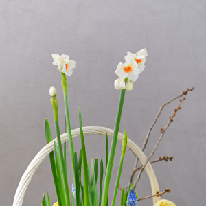 Садик с первоцветами: тюльпаны ,мускари, нарциссы и гиацинты "Солнечный садовник"