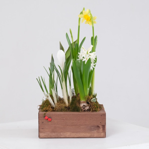 Садик с первоцветами: крокусы, гиацинт, тюльпаны и нарциссы в деревянном ящичке