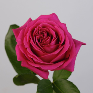 Роза Эквадор, сорт Пинк Флойд (ароматная) 60 см