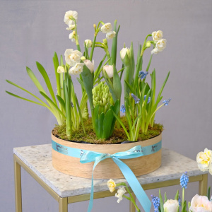 Садики с первоцветами для поздравления коллег. С вашей брендированной лентой!