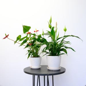 Антуриум и спатифиллум в сете "Счастье в дом" (два комнатных растения) в кашпо