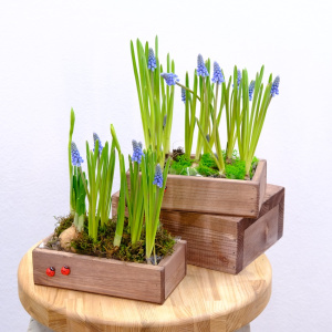 Садик с первоцветами (мускари и нарциссы). Корпоративные подарки на 8 марта. Цена от 10 шт.