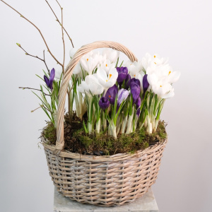 Садик с первоцветами в корзинке: крокусы