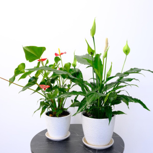 Антуриум и спатифиллум в сете "Счастье в дом" (два комнатных растения) в кашпо