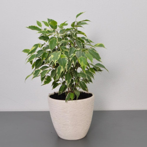 Сет комнатных растений для декора дома: фикус бенджамина и  шефлера в кашпо