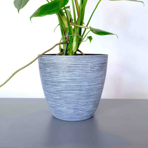 Комнатное растение Монстера в кашпо