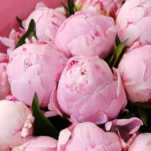 Пионы Сара Бернар, 15 штук