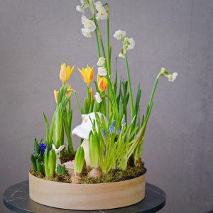 Садик с первоцветами: мускари, тюльпаны и гиацинты "Сказочный домик"