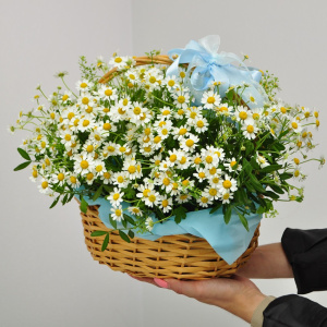 Привет, ромашки! Солнечная охапка ромашек в корзинке