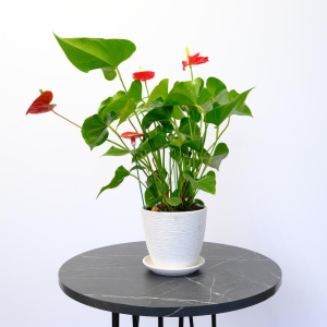 Антуриум (мужское счастье) в белом кашпо