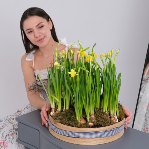 Садик с первоцветами: солнечные ароматные нарциссы в круглом ящике