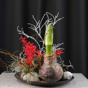 Луковица амариллиса в настольной композиции для интерьера