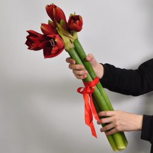 Амариллис, 3 штучки