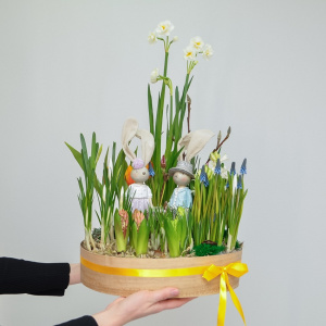 Садик с первоцветами: крокусы, тюльпаны, нарциссы и гиацинты "Зайчата"