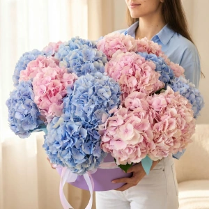 Гортензия, 21 штучка. Большой букет в коробке