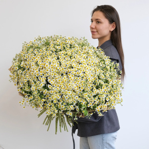 Ромашковое поле в букете! 101 ромашка